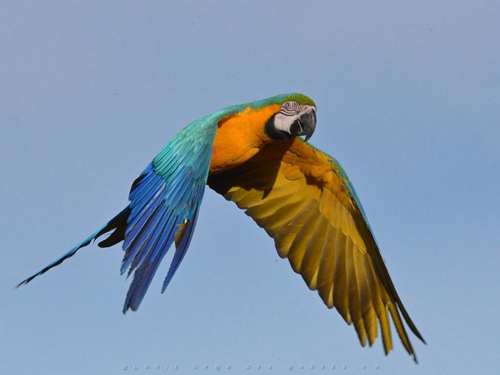 101PARC AUX OISEAUX DANS L AIN 2016 3_000043.jpg